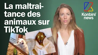 Non, n’essaye pas de faire le buzz sur TikTok avec ton animal !