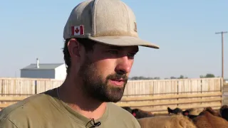 How roller-compancted concrete (RCC) is improving cattle health in feedlot pens
