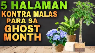 MGA HALAMAN SWERTE AT KONTRA MALAS SA GHOST MONTH | Plants for ghost month LUCKY PLANTS 2023