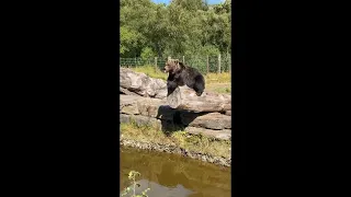 Wild Ireland visit - Eurasian Brown Bear (Ursus Arctos Arctos)