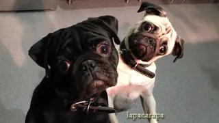 Самые смешные собаки мопсы The funniest dogs pugs