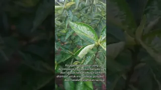 Tanaman Keji Beling | Daun dengan Segudang Manfaat kesehatan #shorts #herbal #tanamanhias #tanaman