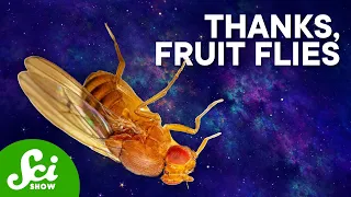 The Weirdest Things We've Done to Fruit Flies | Compilation