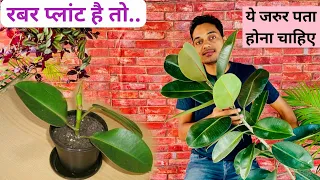 Rubber Plant Propagation And Care / Ficus Elastica Cutting / Indoor Plants