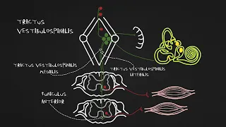 Экстрапирамидные пути: tr. vestibulospinalis, tr. rubrospinalis, tr. tectospinalis