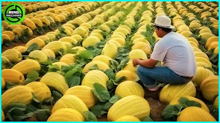 The Most Modern Agriculture Machines That Are At Another Level,How To Harvest Melons In Farm ▶10