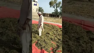 hay making process|alfaalfa hay|how to make hay|