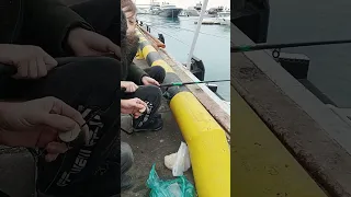 рыбалка в порту Сочи сегодня