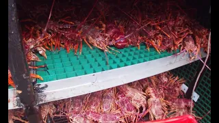 Day 5 final, unloading lobster -  WE GET BOARDED BY POLICE . Lobster fishing in Tasmania