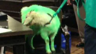 Goat brought to council meeting