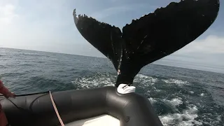 Whale hits zodiac off Brier island NS