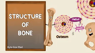 Structure of Bone | Lamellar Bone | Compact and Cancellous Bone | Bone Histology