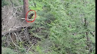 Marquette Bigfoot Captured on Camera Near Au Train Falls Michigan