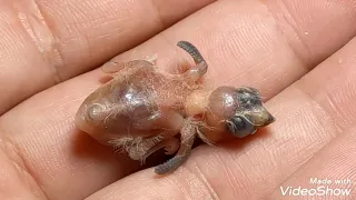 Hand Feeding Zebra X Owl Hybrid Finch Baby Day 1 Day 3 Day 6