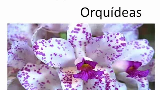 Como cuidar de Orquídeas - 5 Dicas para cultivo de Orquídeas