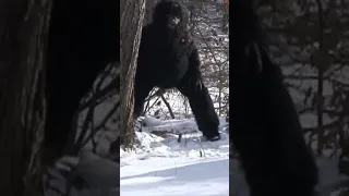 THE CRAPPIEST BIGFOOT VIDEO EVER FILMED- #bigfoot #funniest #lmfao #comedy #paranormal #spoof #omg