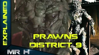 DISTRICT 9 PRAWNS - Explained