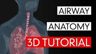 Airway Anatomy - 3D Tutorial