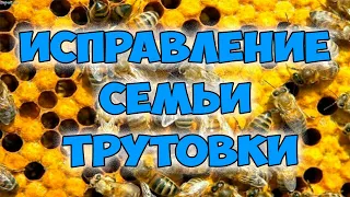 Исправление трутовой семьи  Пчеловодство для начинающих  Пасека