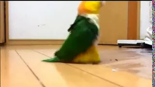 Смешные видео приколы , военный попугай
