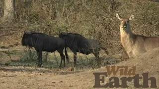 WildEarth - Sunset  - 24 August 2020