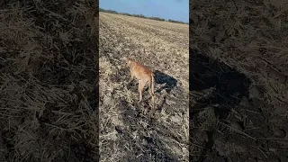 охота. грейхаунд. гости