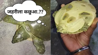 जहरीला कछुआ...??Poisonous Tortoise..??