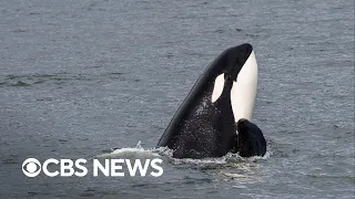 Are orcas coordinating attacks on boats?