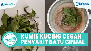 Manfaat Konsumsi Air Rebusan Kumis Kucing Dapat Cegah Penyakit Batu Ginjal, Begini Cara Buatnya