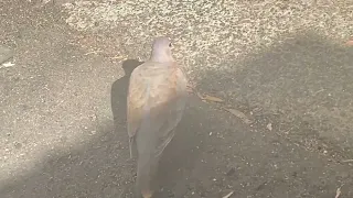 Birbs I've Seen