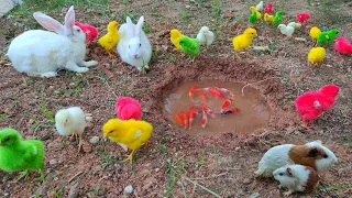 Anak Ayam Lucu Warna Warni | Ayam Rainbow Lucu | Kelinci Lucu | Marmut