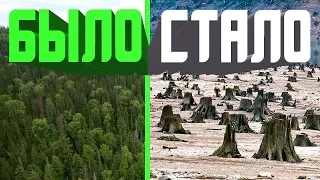 "Русская тайга" - фильм о масштабных вырубках лесов в Сибири
