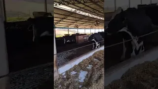 Mais de 300 vacas no Compost Barn. Pecuária leiteira.