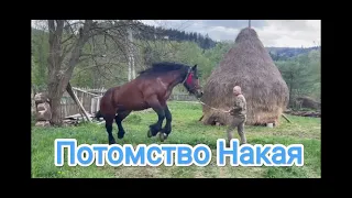 ГАРНИЙ, РОБОЧИЙ ЖЕРЕБЕЦЬ НА ПРОДАЖУ. ПОТОМСТВО НАКАЯ. (відео проби жеребця в кінці відео)