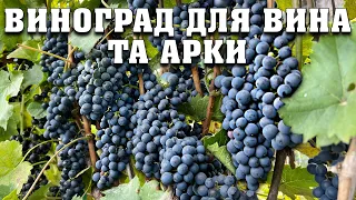 Огляд технічних сортів для вина та арку. Надійні та морозостійкі