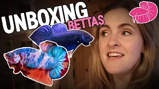 Mega Vlog! 3 Betta Fish Unboxings, Wild Bettas, Amazing Imports, and GETTING my Secret Dream Fish!