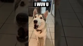 Talking Husky Learns To Say "I LOVE YOU" In 60 Seconds!!!!