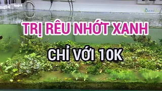 Diệt Rêu Nhớt Xanh Chỉ Với 10k | Đơn Giản | Bucep Viet