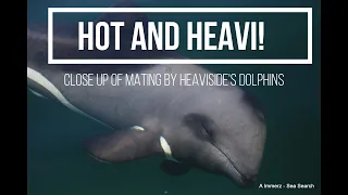 Hot and Heavi! - Close up of mating by Heaviside's dolphins