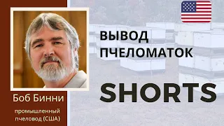 Вывод пчеломаток: перенос личинок китайским шпателем