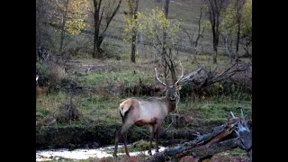 ОХОТА С СЫНОМ НА ЗАЙЦА И ПОДХОД К БЫКУ HUNTING WITH MY SON FOR A HARE AND APPROACH TO THE BULL