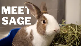Meet our new Rescue Rabbit SAGE 🐰