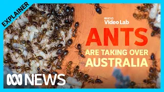 Australia has a crazy ant problem | ABC News