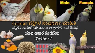 Cocktail ಪಕ್ಷಿಗಳ ಸಂಪೂರ್ಣ ಮಾಹಿತಿ| Cocktail caring,male female identification,breeding in kannada