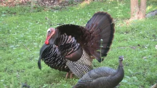 Bowhunting Turkeys Shot placement / Broadside