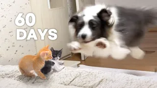 Introducing New Kittens To My Dog and then Grow Up Together