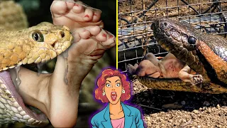 10 Humans Found Inside Snakes, eaten by snake 🐍 | ये क्या निगल गया सांप 😳