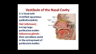histology of nasal cavity and larynx