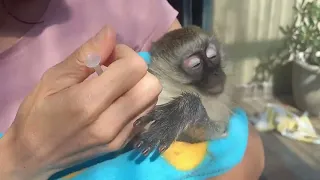 Saving a Juvenile Monkey Zach from Cruelty and Tragedy - "Trailer"