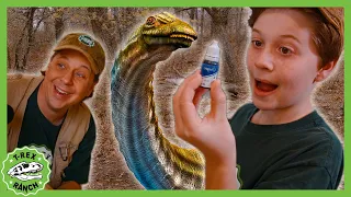 Epic Dinosaur Science Experiments & Baby Dino Capture! | T-Rex Ranch Dinosaur Videos for Kids